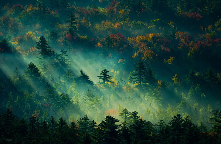 trees digital painting, green trees wallpaper, nature, landscape