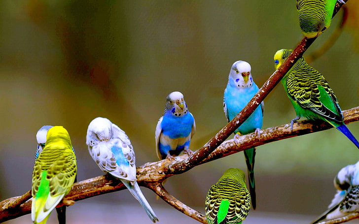 flock of parakeets, parrots, branch, birds, animal, nature, wildlife