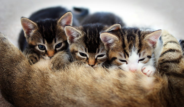 three Tabby kittens, Teamwork, cats, mother, team  work, silver