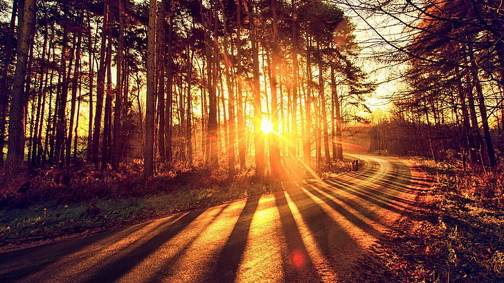 nature, forest, road, tree, sunlight, sunshine, sunbeam, evening