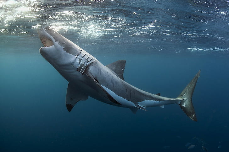 animals, Great White Shark, underwater, HD wallpaper