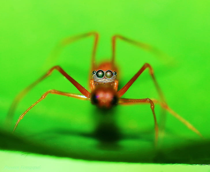 macro photography of brown spider, red ant, red ant, CLOSE ENCOUNTER, HD wallpaper