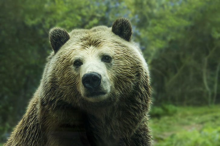 grizzly, brown, animal, nature, bear