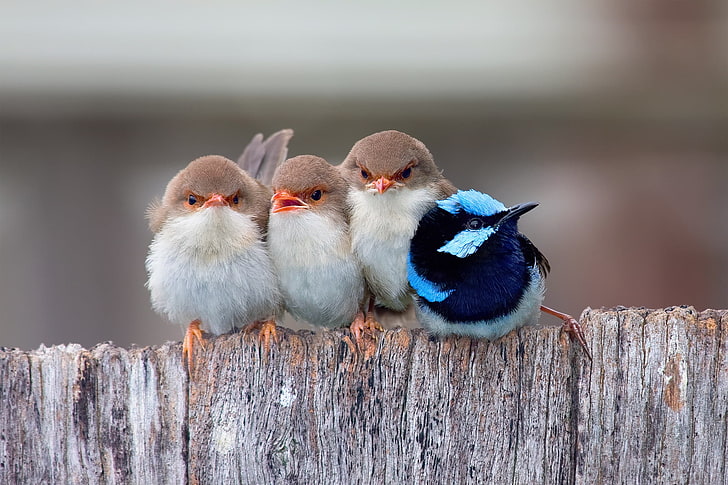 male and three female superb fairy wrens, Chicks, passerine bird HD wallpaper