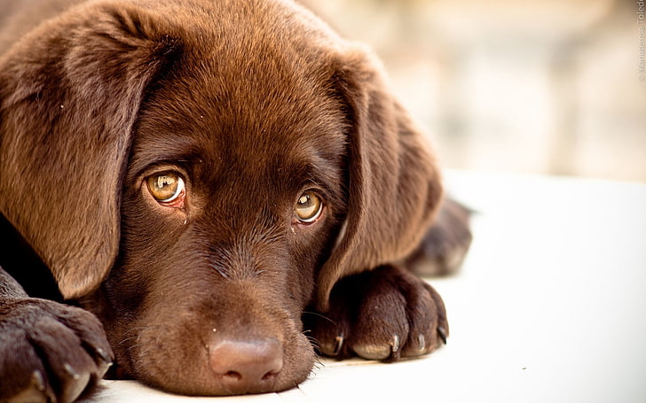 chocolate Labrador retriever puppy, dog, muzzle, pets, animal