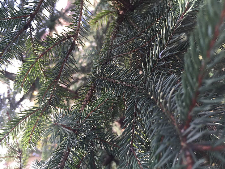 branch, fir-tree, plant, growth, close-up, nature, pine tree, HD wallpaper