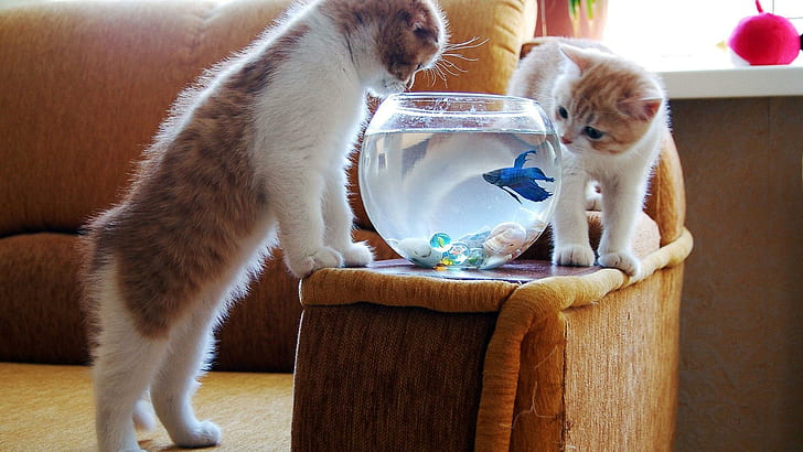 We Like You, cats, kitty, aquarium, kitten, funny, cute, fish, HD wallpaper