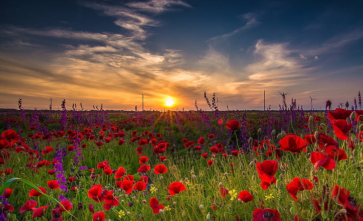 Early morning in Bulgaria, red flowers, Nature, Landscape, grass, HD wallpaper
