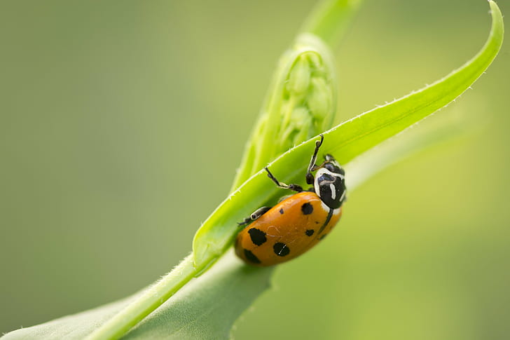 brown and black beetle on the leaf, insect, ladybug, nikon, macro, HD wallpaper