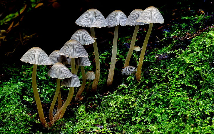gray mushrooms and green grasses, coprinellus disseminatus, coprinellus disseminatus