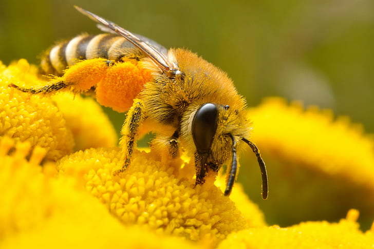 micro photo of Honey bee perched on yellow petaled flower, insect
