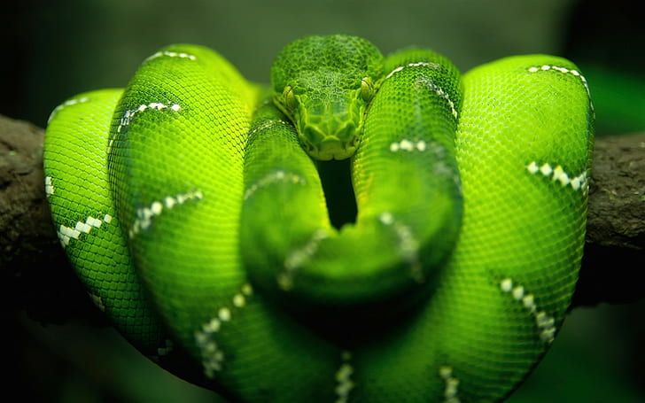 animals, snake, blurred, Boa constrictor