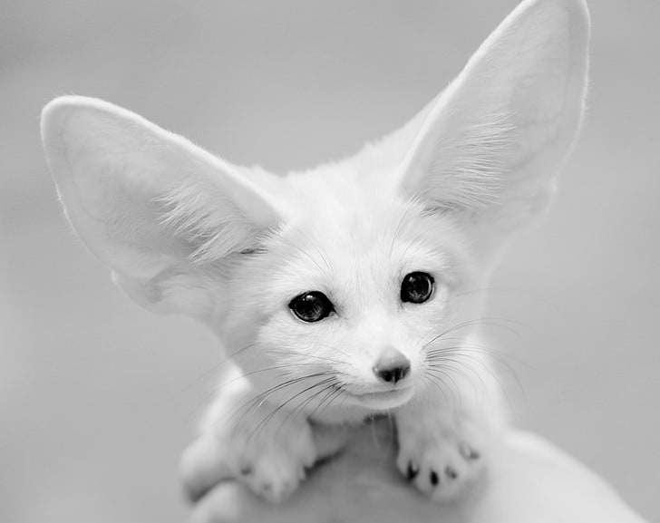 HD wallpaper: Fennec Fox, fox grayscale photography, Black and White,  Animals | Wallpaper Flare
