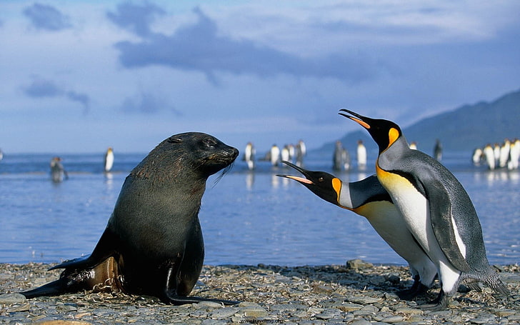 two emperor penguins and black sea lion, seals, animals, birds