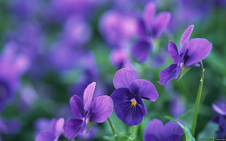 Violas-Windows 10 HD Wallpaper, purple flowers, flowering plant HD wallpaper