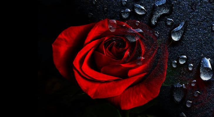 close up photo of red rose, rose, rose - Flower