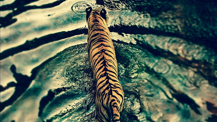 brown and black tiger, filter, ripples, animals, no people, close-up, HD wallpaper
