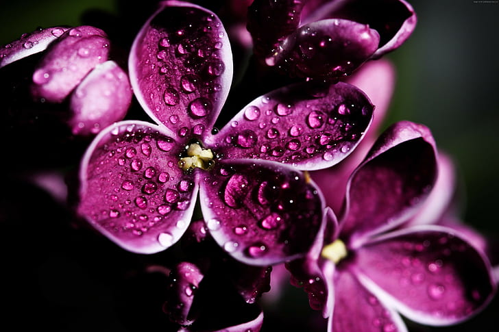 Lilac, puple, drops, 4k pics