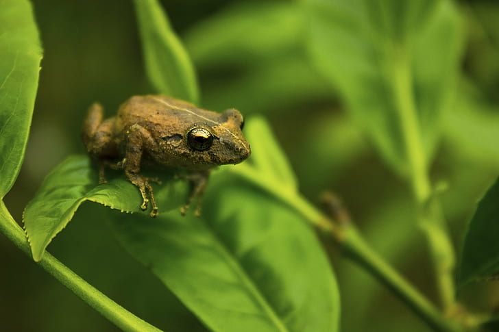 brown frog on green leaf plant, tea  leaf, leaf  frog, close  up