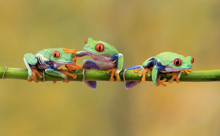 three green frogs on green branch, Three's a crowd, buddy, Olympus  OMD EM1, HD wallpaper