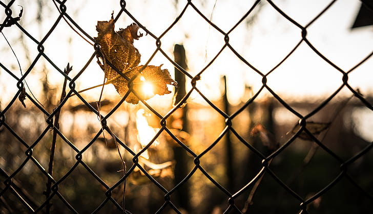 fence, sunlight, leaves, Golden Hour, HD wallpaper