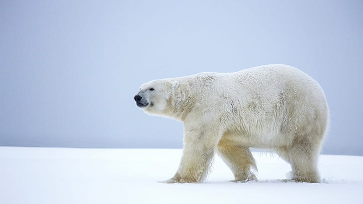 Lonely polar bear, walk in the snow, Alaska, winter, polar bear, HD wallpaper