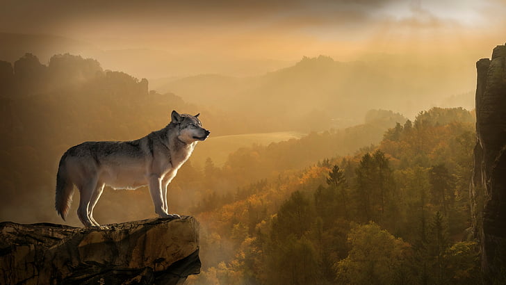 wildlife, sky, rock, wolf, cliff, forest, landscape, gray wolf, HD wallpaper