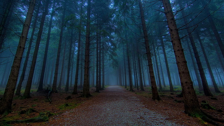 dirt road, forest, pine trees, mist, nature, path
