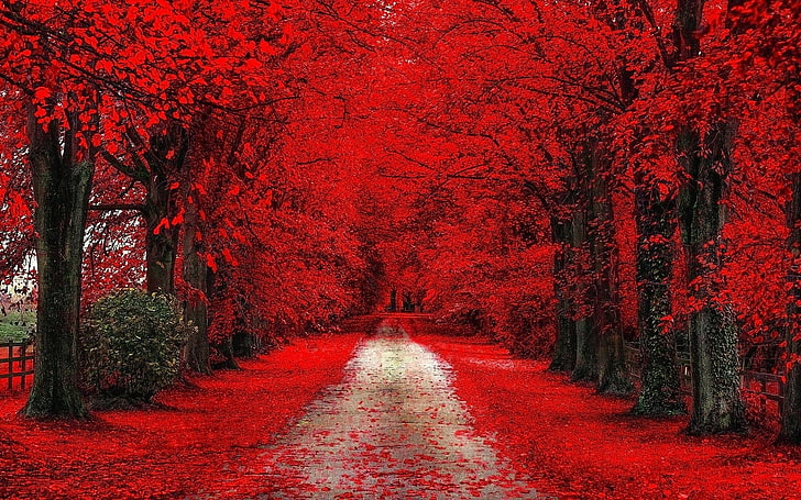 red trees, red cherry blossom, path, dirt road, fall, leaves