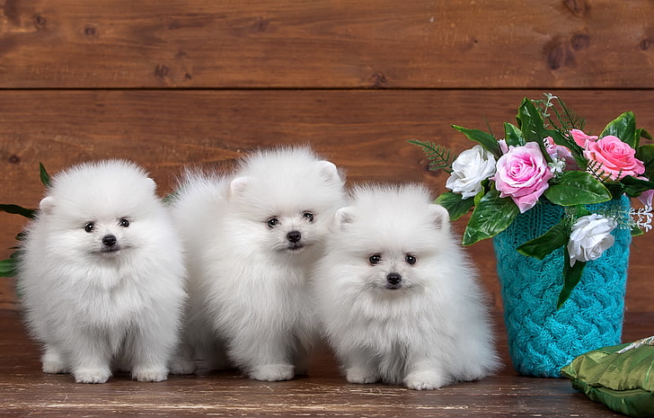 three white Pomeranian puppies, flowers, roses, fluffy, trio, HD wallpaper