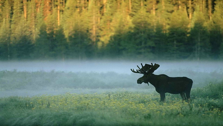 black moose, forest, nature, animals, plant, animal themes, tree, HD wallpaper