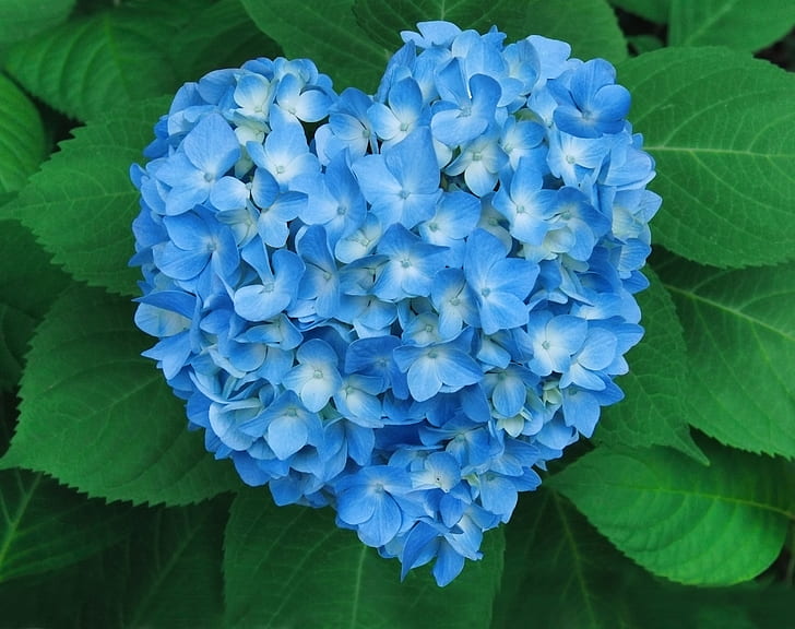 Blue heart with flowers  Heart iphone wallpaper Wallpaper iphone neon  Flower phone wallpaper