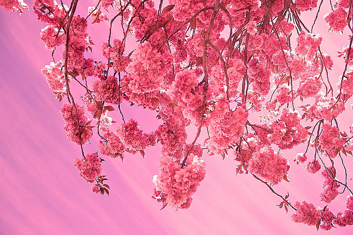 Cherry blossom for mac 1080P 2K 4K 5K HD wallpapers free download   Wallpaper Flare