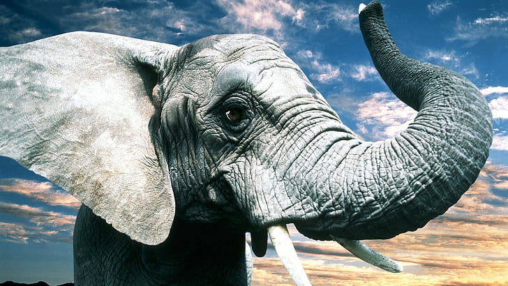 Gray elephant, gray elephant, trunk, ears, eyes, Nature