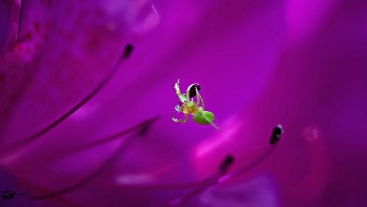 macro photography of green spider, Subtenant, azalea, flower, HD wallpaper