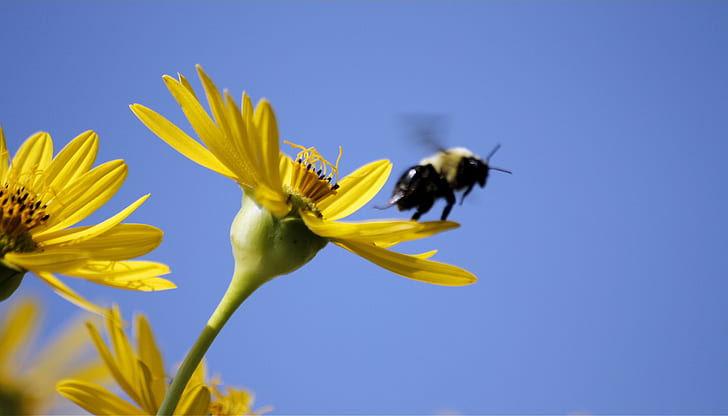 bee perched on yellow petaled flower under blue sky, neal smith national wildlife refuge, neal smith national wildlife refuge