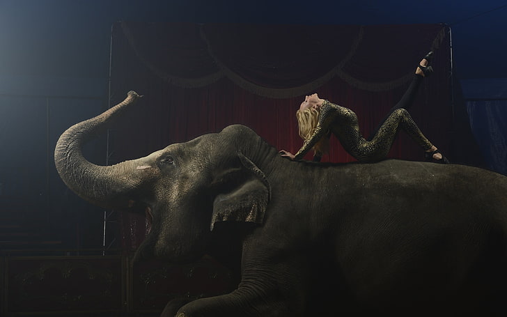 circus, elephant, mammal, animal, animal themes, one animal, HD wallpaper