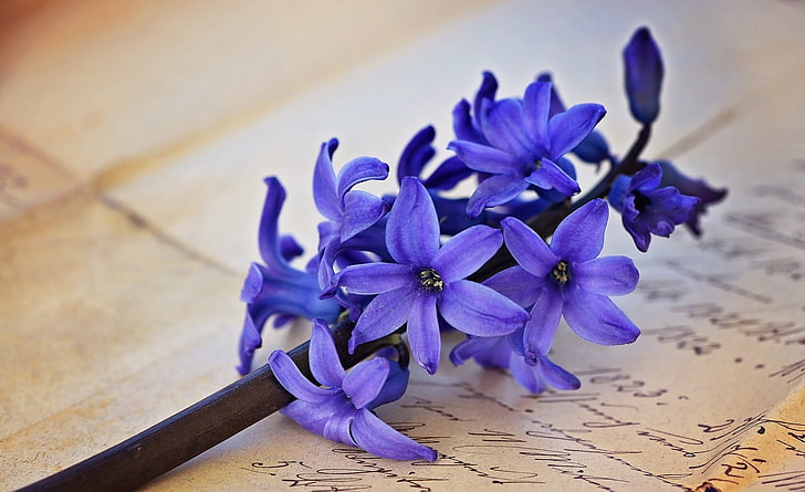 HD wallpaper: Vintage Love Letter, Blue, Flower, Spring, Flowers, Wood,  Close | Wallpaper Flare
