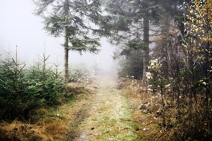 outdoors, nature, pathway, trees, mist