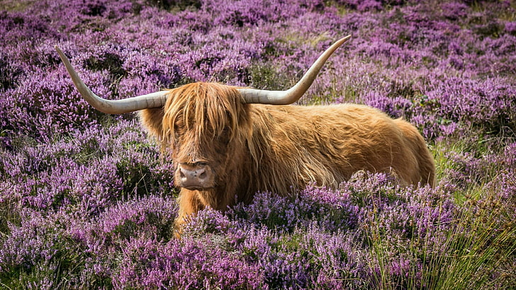 horn, meadow, flower field, cow, beef, highland cow, prairie, HD wallpaper