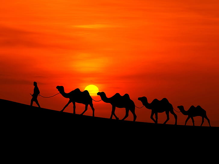 Camels, Desert, Sunset, HD wallpaper
