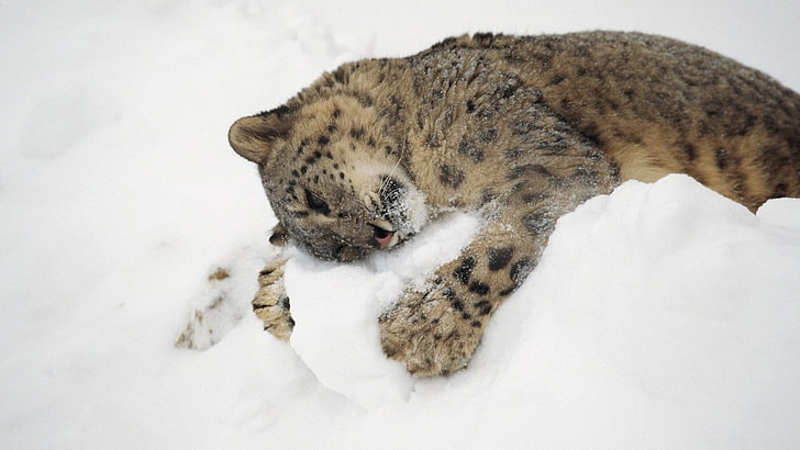 animals, snow, hugging, snow leopards, leopard (animal), mammal, HD wallpaper