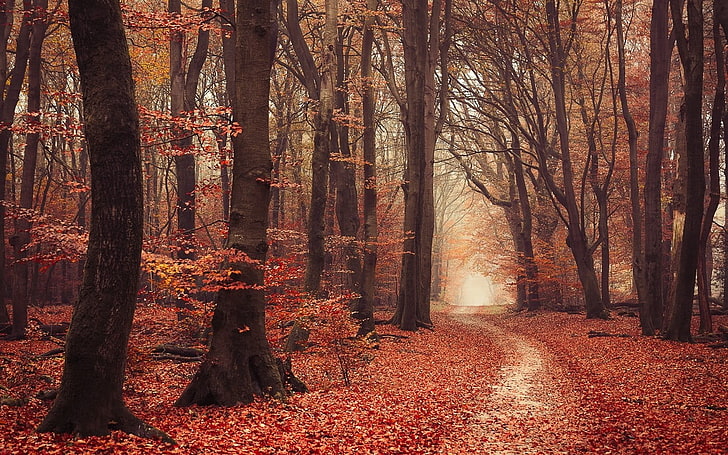 brown leafed trees, landscape, nature, forest, fall, leaves, path, HD wallpaper