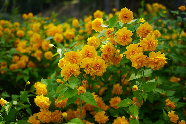 Kerry Japanese, flowers, shrubs