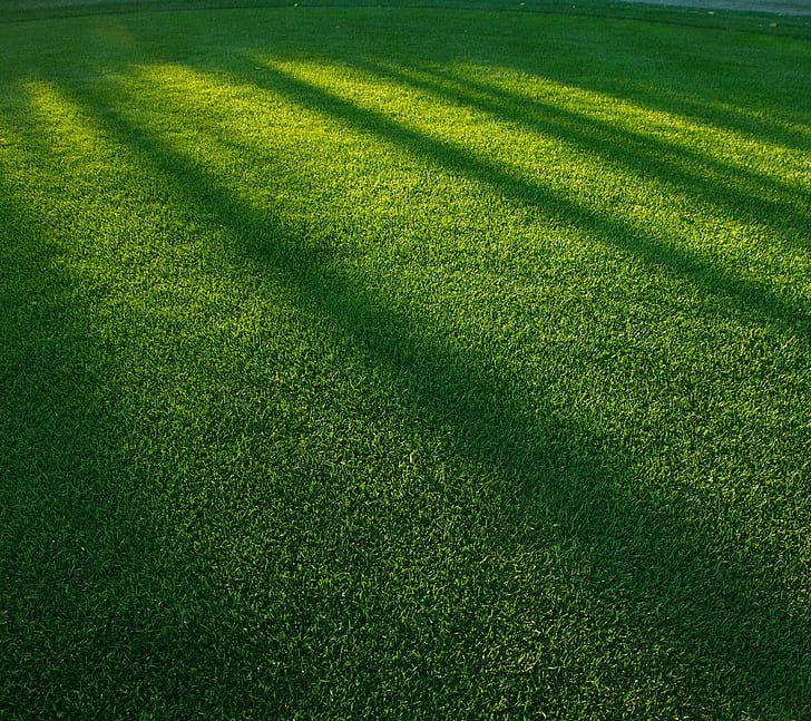 grass, green color, plant, nature, land, full frame, backgrounds, HD wallpaper