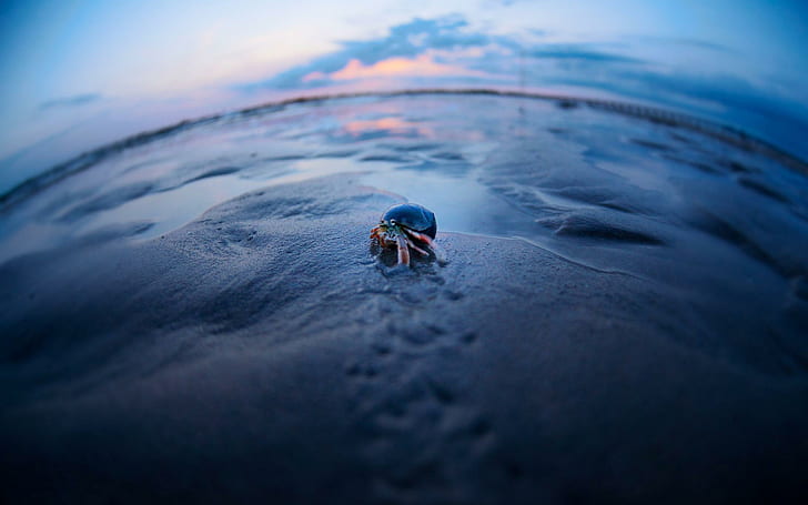 Crab in the sand, black and red hermit crab, animals, 2560x1600, HD wallpaper