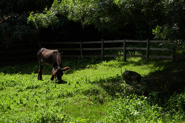 donkey, nature, photography, Porto, mammal, animal themes, plant
