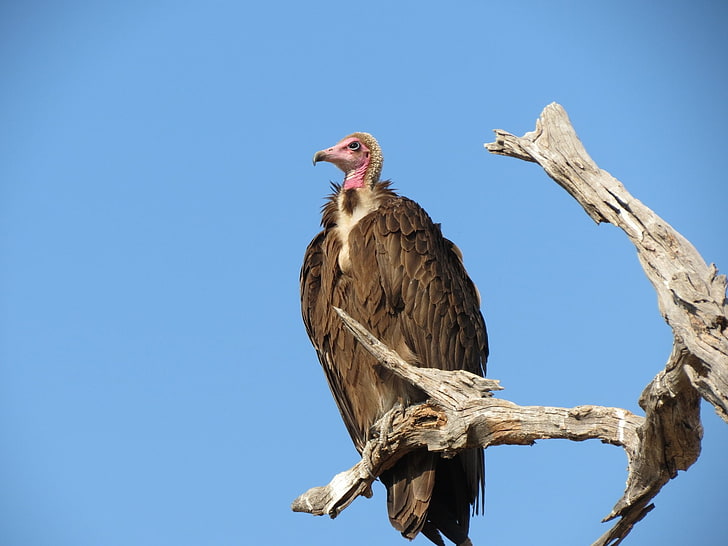 Birds, Vulture