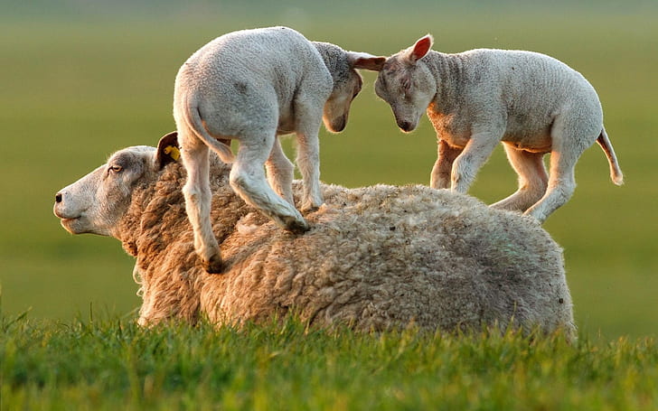 baby animals, lamb, sheep