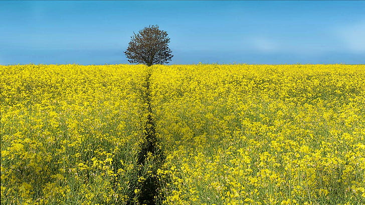field, flowers, landscape, yellow, yellow flowers